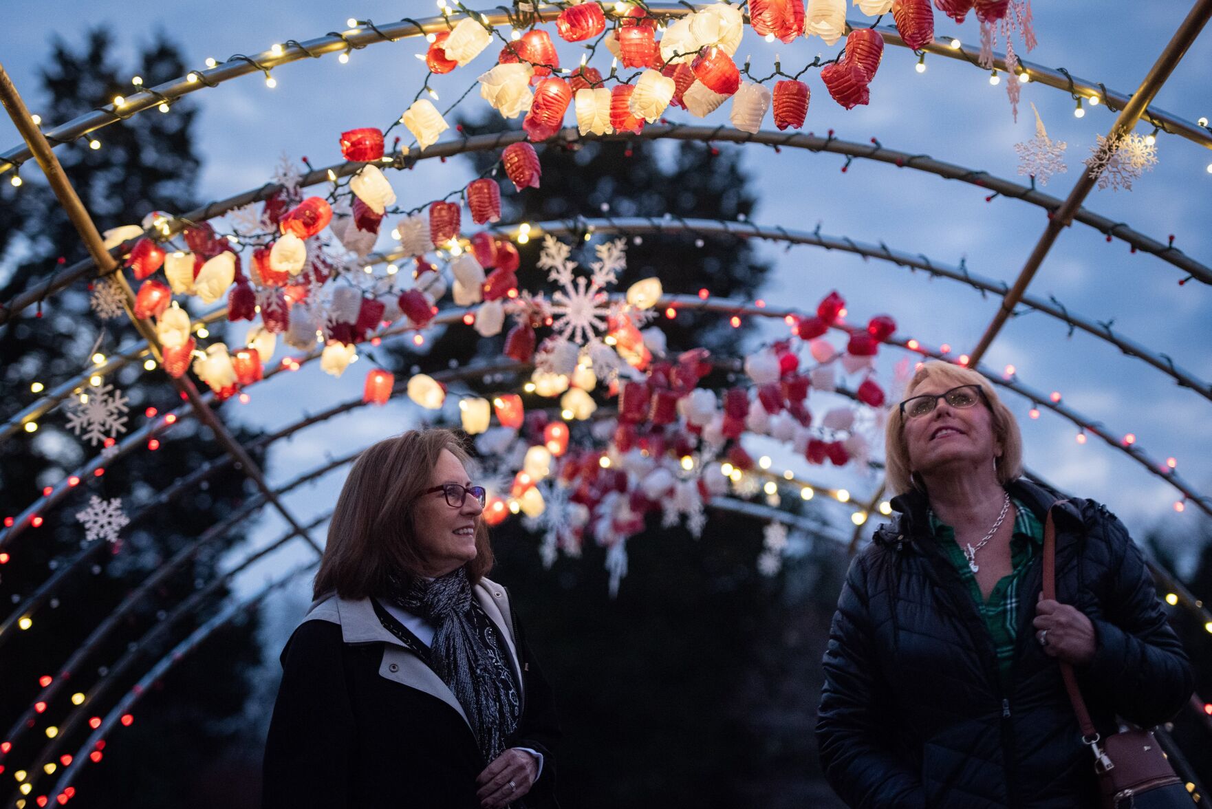 Ciener Spectacular Holiday Blooms